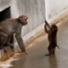Monkeys random 8