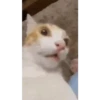 Gatos 6