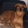 Cachorro caramelo 8