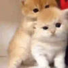 😻 Gatinhos para serem felizes 😻 11