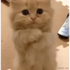 Gatinhos  13