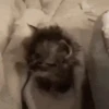 Gato 6