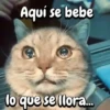 Gatos traviesos🐈🐾🐈‍⬛ 16