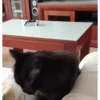 Más gatos 🐱 parte ✌️😾 15