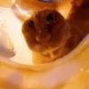 Gatos Curiosos 3😼👁️‍🗨️  5