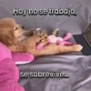 Funny Animal Memes 🐾 13
