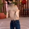 Perros chihuahua cool 16