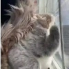 GIF 20
