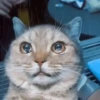 🐈‍⬛Cats🐱Gatos🐱Michis🐈‍⬛ 13