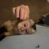 Monkey moods 5