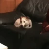 Dog gifs 2 10