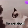 Everyday Cats 🐈‍⬛ 11