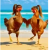 Dance,Gallinas virales TikTok🐔 13