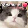 Gatos contestones 😼🐈‍⬛😹 13