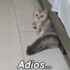 Gatito  9