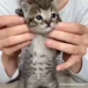Gatito  15