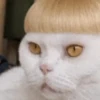 Funny Cats 😹✨ 12