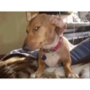 Perritos - Random - Gif🐶🐾 7
