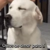 Funny Talking dogs 🐶🐾 12