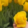 Flores Amarelas 🌻🌼 6