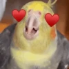 Poyos Birds 3.0 🐣😍 11