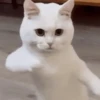 GIFS ANIMADOS 9