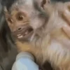 Macaco | Macaquinho 🐒 19