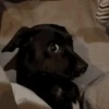Perritos - Random - Gif🐶🐾 6