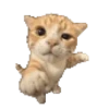 Gatos XD 😎 18