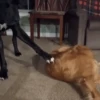 🐶 PERRITOS PAL GRUPO 🐾 9