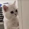 FoFuSpEtS 10