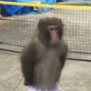 Monos y changuitos 6🐒🦍🦧 13