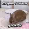 Funny's Rabbit 🥕🐇 14