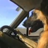 Memes de Cachorro engraçado 22