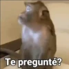 Monos con Frases 3🐒 6