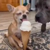 Perros chihuahua cool 10