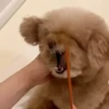 Fofuras 11