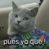 Gatos coolking👑 11