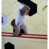 Monkeys random 2