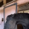 Animais engraçados  14