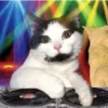 Super funny dogs and cats🐾 12