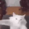 Gato 7