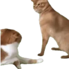 Gatinhos animados 15