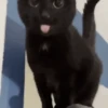 Gato 25
