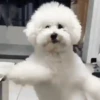 GIFS ANIMADOS 8