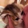 Gatitos 🐈🐈‍⬛ 12