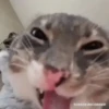 Gatos para tus chats  10