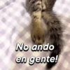 🐈‍⬛Cats🐱Gatos🐱Michis🐈‍⬛ 14