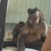 Monkeys random 7