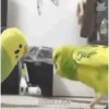 🦜 LORITOS PAL CHAT 🦜 11